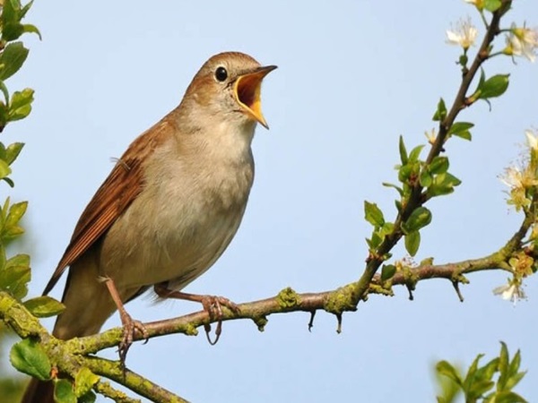 NHìn thấy chim ngoài đường là điềm gì? Đánh con gi?