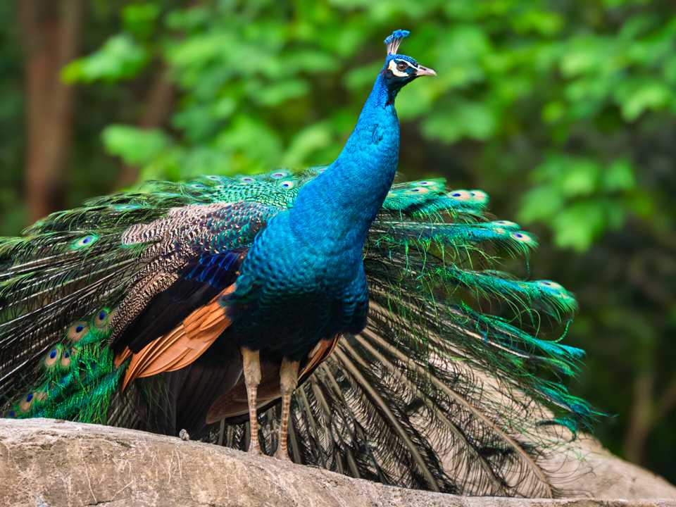 Đi đường thấy chim công có những con số gì tài lộc? Đi đường thấy chim công có những con số gì tài lộc?